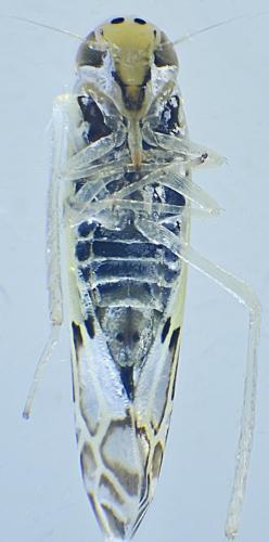 Réf. 330 965 : Eupteryx salviae
